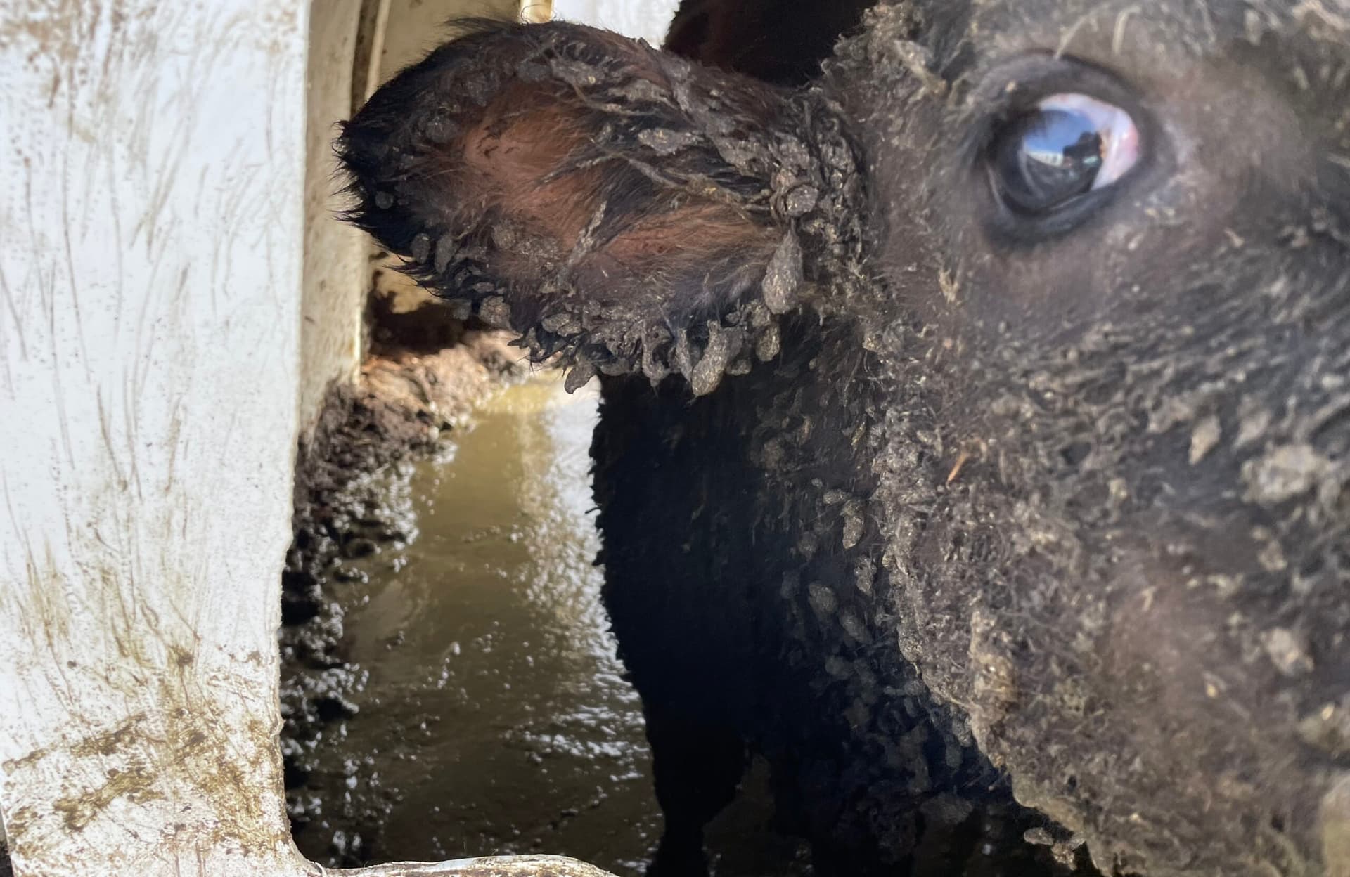 Humboldt court lets animal cruelty case against Alexandre Family Farm advance