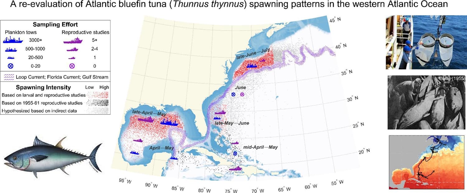 NOAA Research Finds Atlantic Bluefin Tuna Spawn Far Beyond Known Gulf Grounds