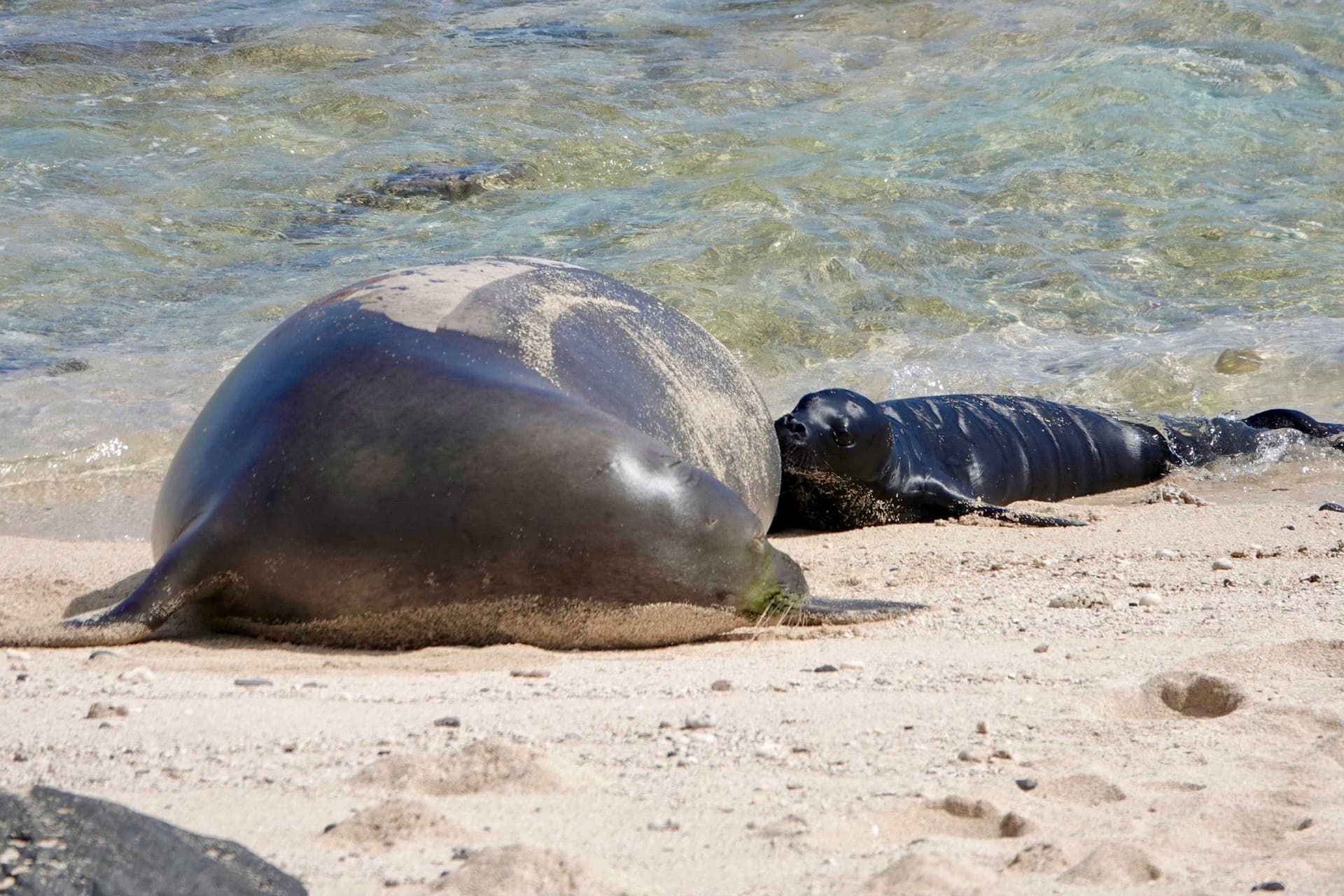Federal investigators probe viral video of man throwing rock at monk seal in Maui