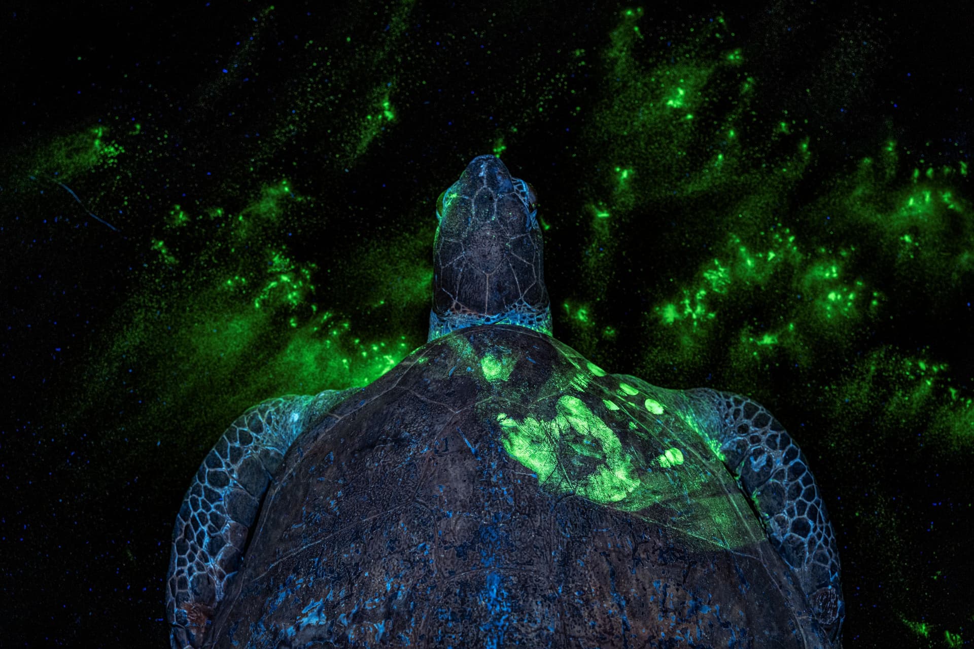 Environmental Photography Award crowns winners spotlighting nature's fragility