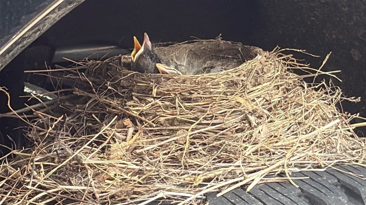 Ford dealership in Kansas pauses sale for robin nest on truck tire