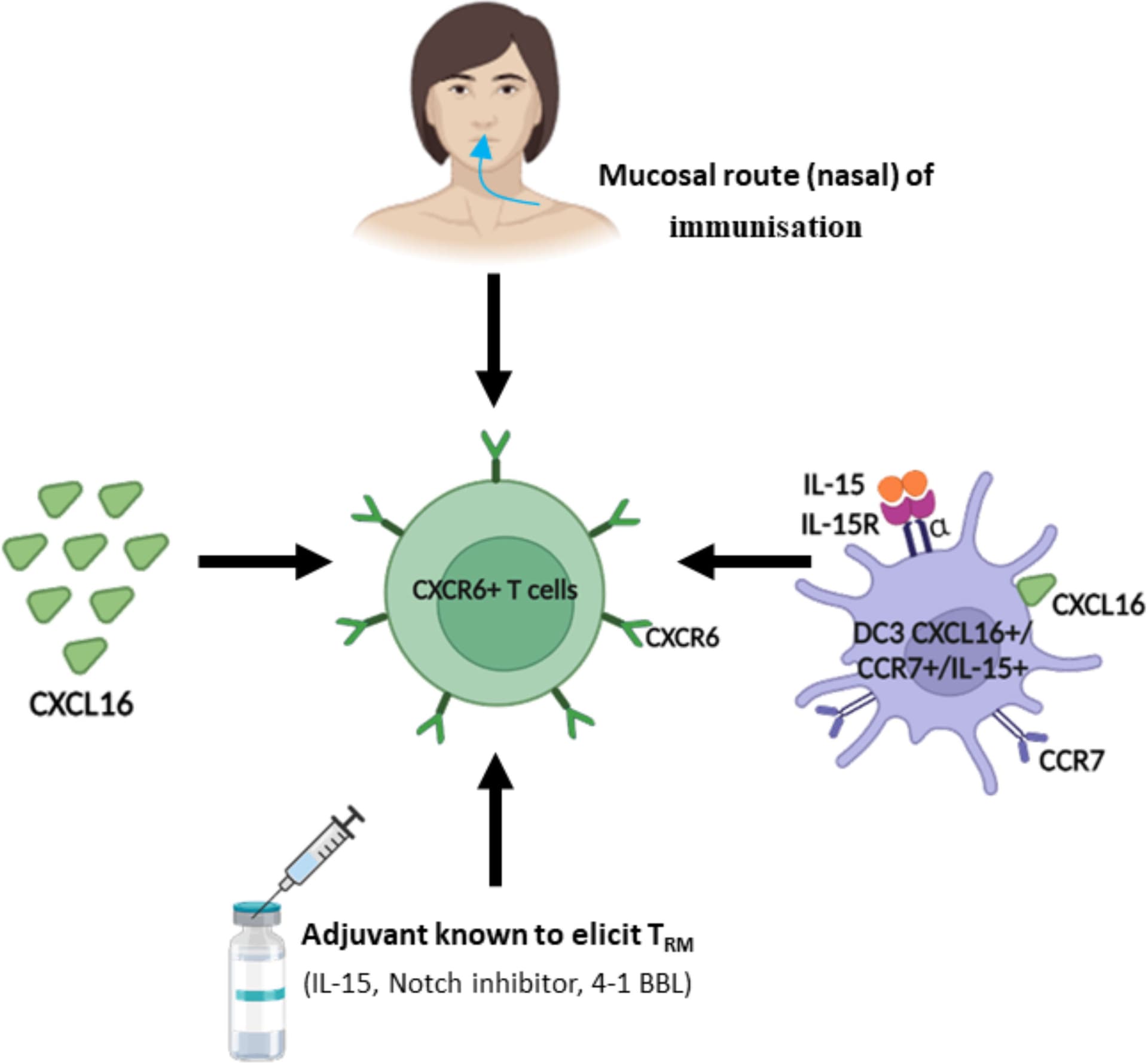 UCSF links CXCR6 T cells to myocarditis risk from combo immunotherapy