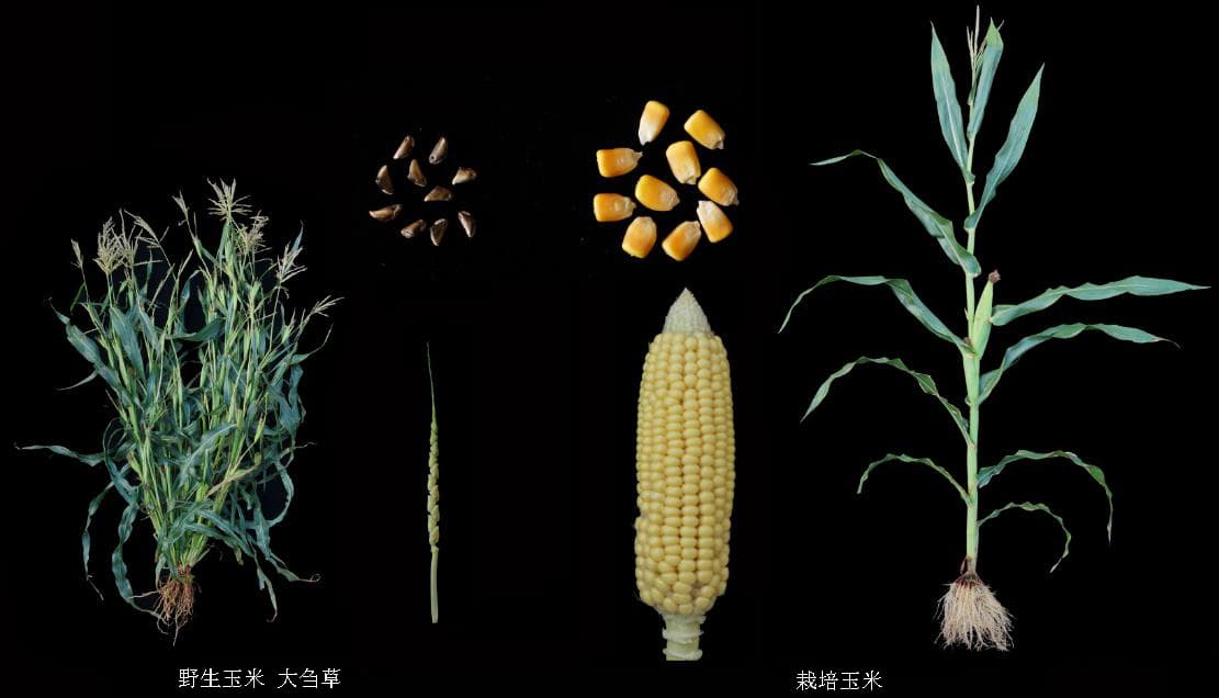 Chinese scientists identify genes to boost maize protein, cut soybean imports