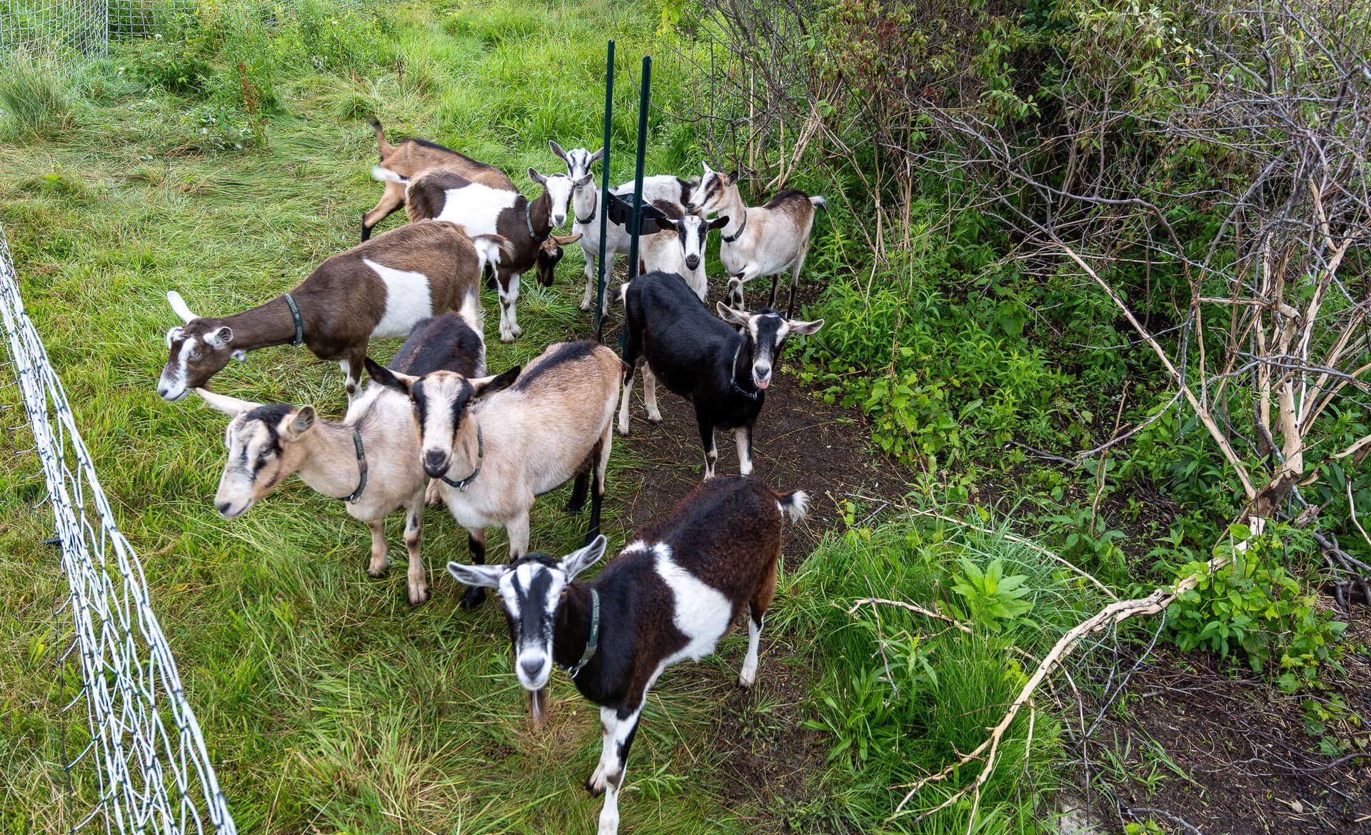 Donated Christmas Trees Feed Conservancy Goats, Reduce Local Waste