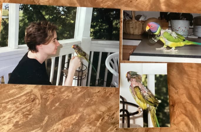 World’s oldest living parrot highlights lifelong care for aging birds