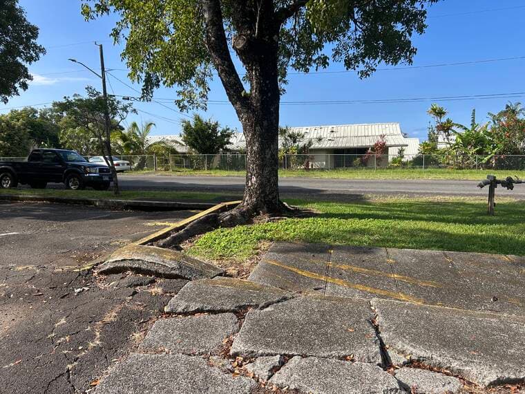 County pauses Honokaa tree removals after resident backlash
