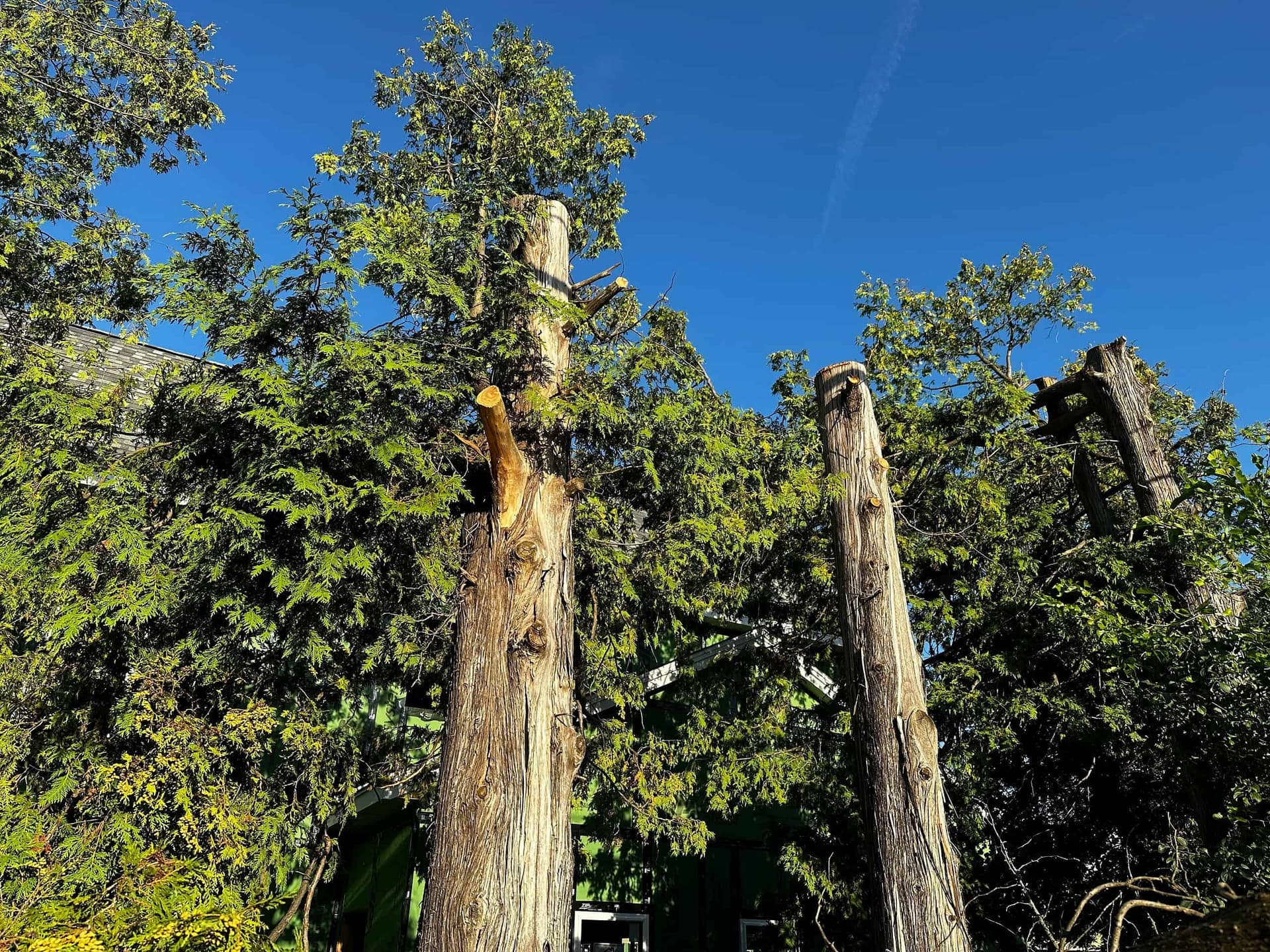 Brooksville council weighs tougher tree rules amid growth debate