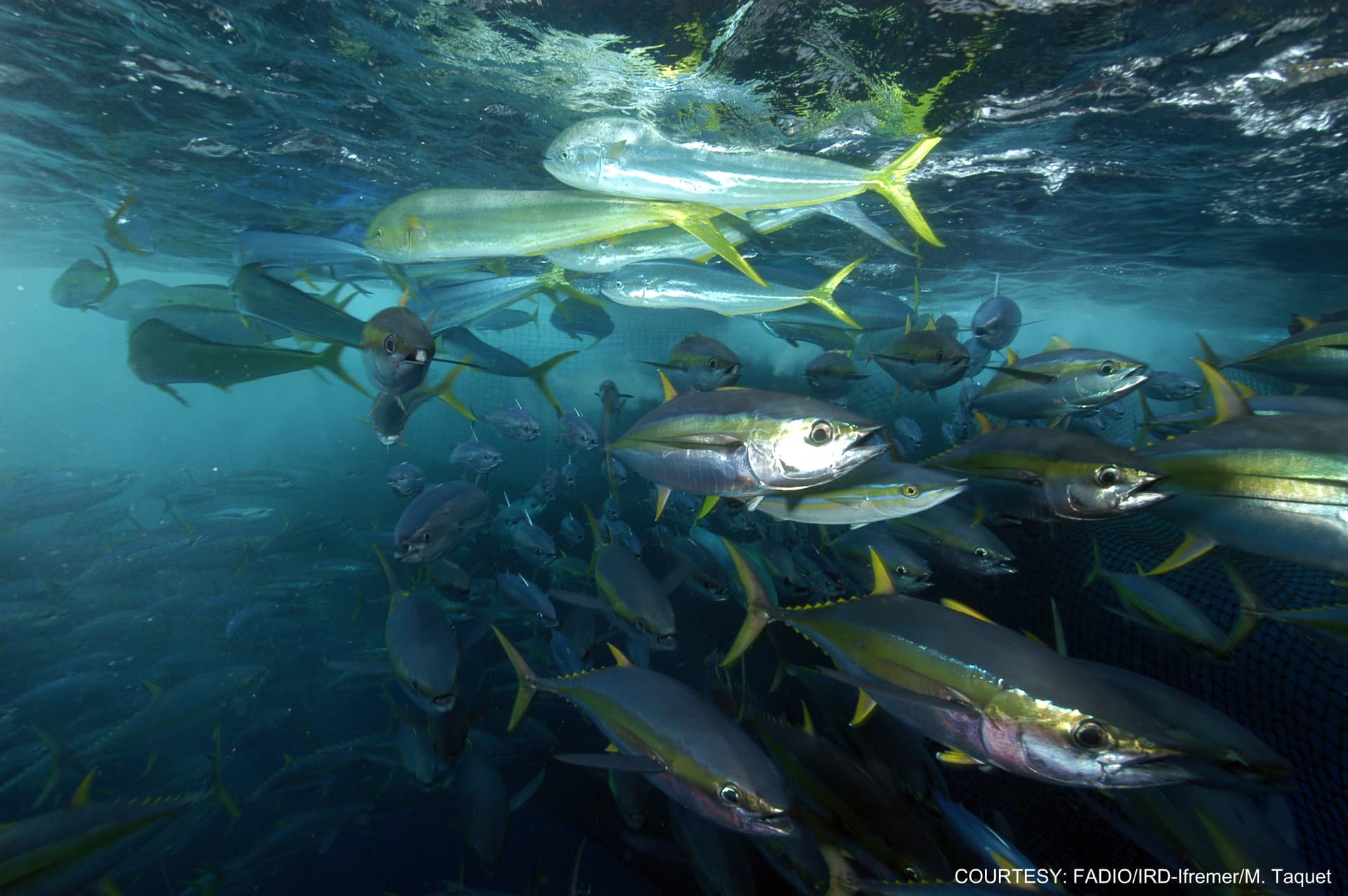 IOTC advances monitoring and bycatch rules, yellowfin gaps remain