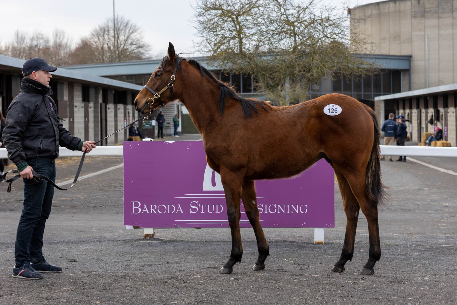 Shamalza Tops Goffs February Finale for €190,000 to Alex Elliott