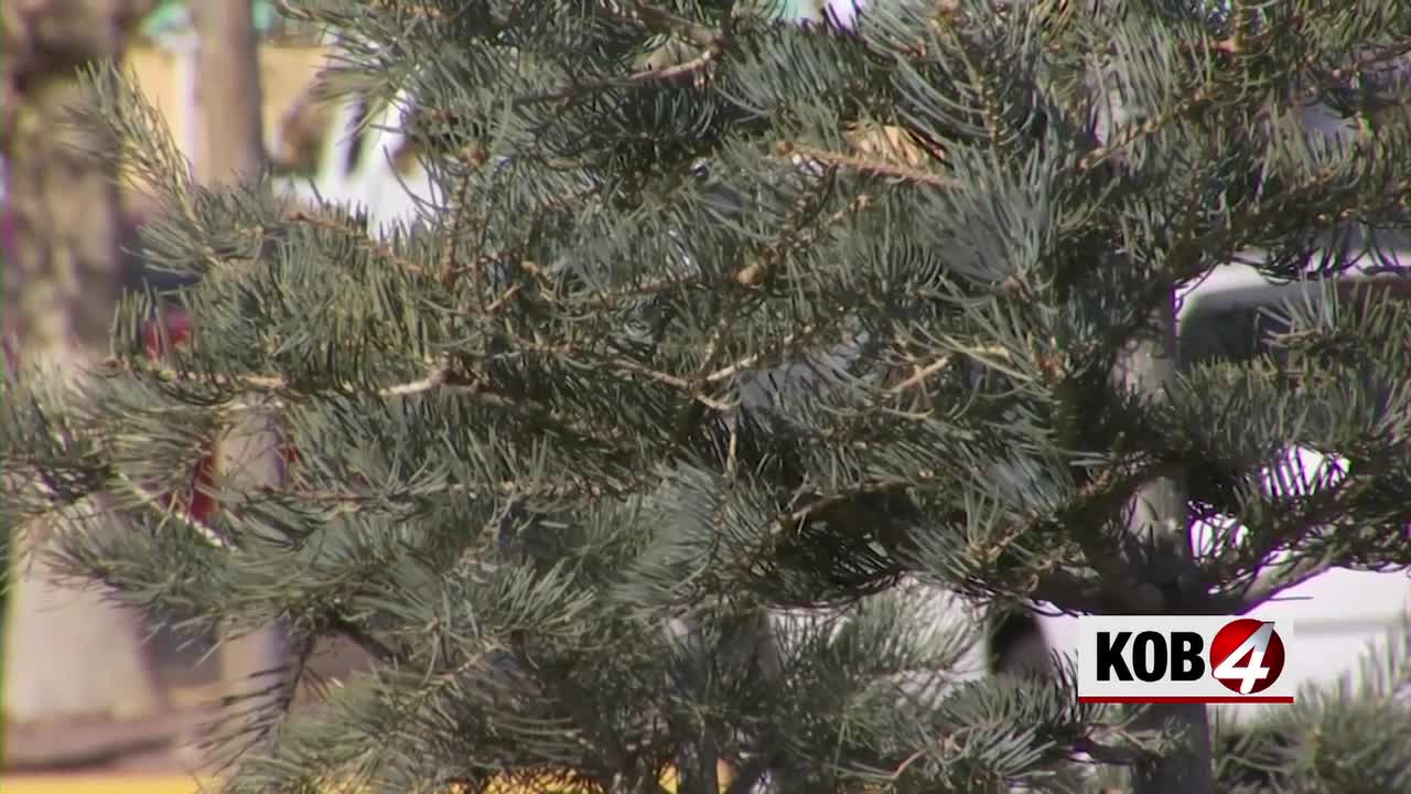 Free Christmas Tree Recycling Begins for Sandoval County Residents