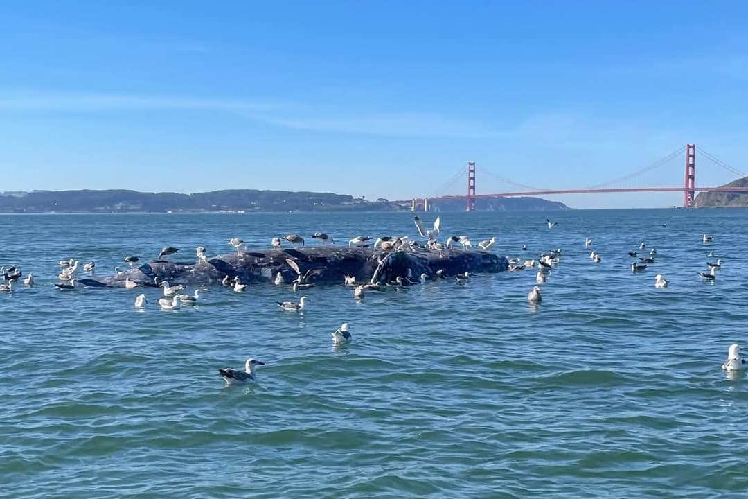 Dead Gray Whale Found Near Golden Gate Bridge, Ship Strike Suspected