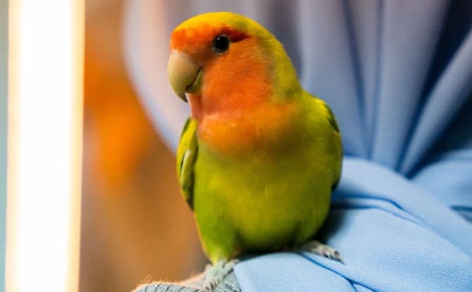 Singapore hosts first parrot-focused event to boost bird care knowledge