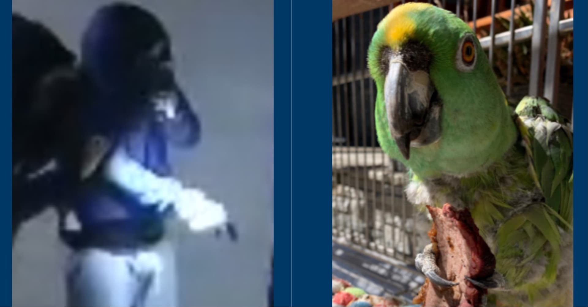 Police seek help after parrot stolen from Long Beach home