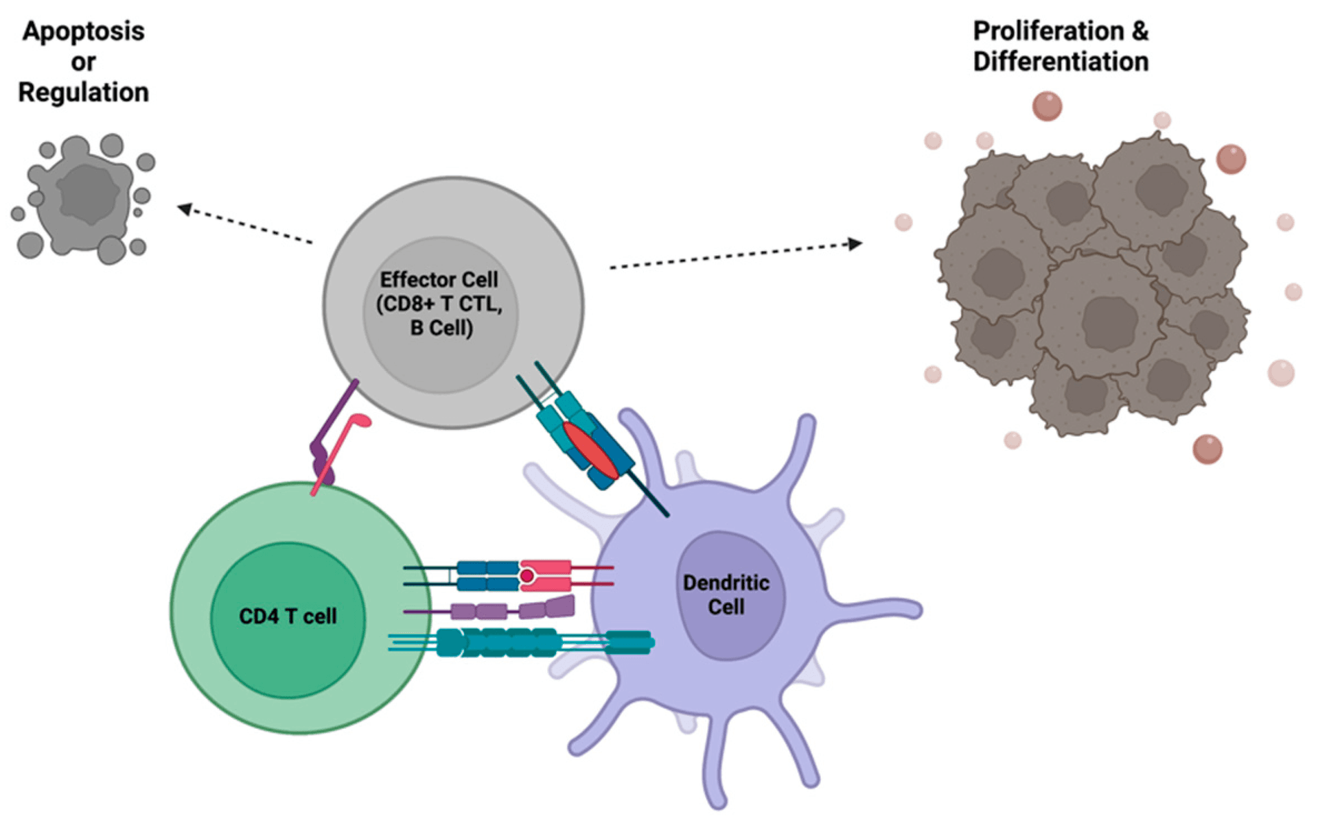 Study finds measles T cells can also recognize Nipah virus