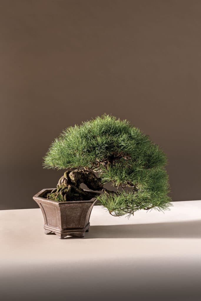Milwaukee Bonsai Society adapts ancient art to northern climate