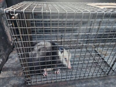Virginia Opossums Spotted Near Moab, Experts Fear Population Taking Hold