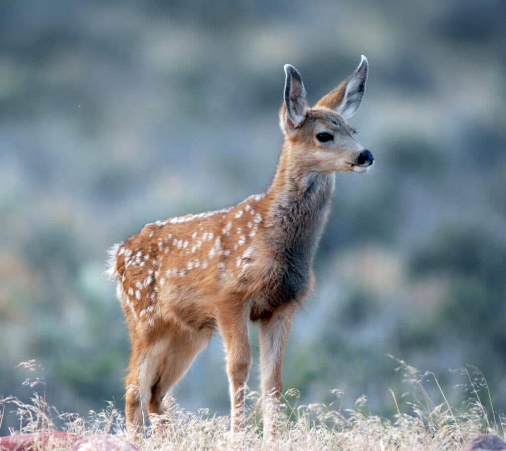 Utah wildlife officials warn hikers, campers to leave baby animals alone