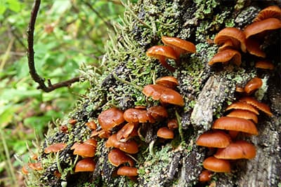 How to identify wild mushrooms safely, from field to table