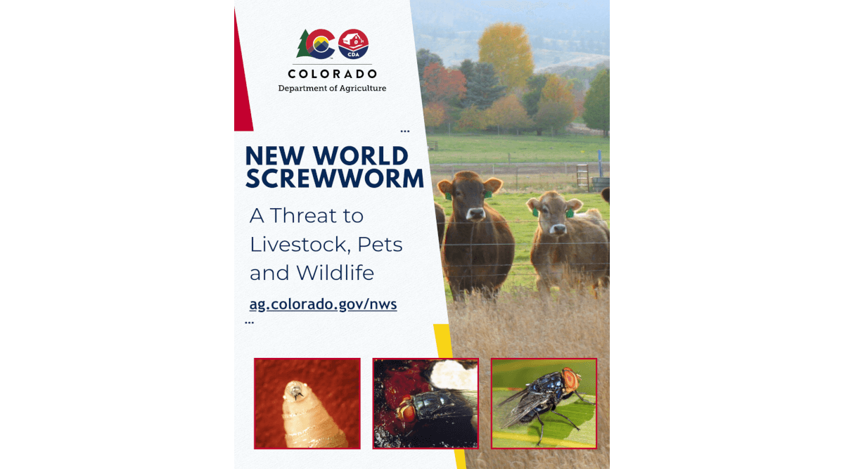 Colorado issues emergency livestock rules after screwworm detections