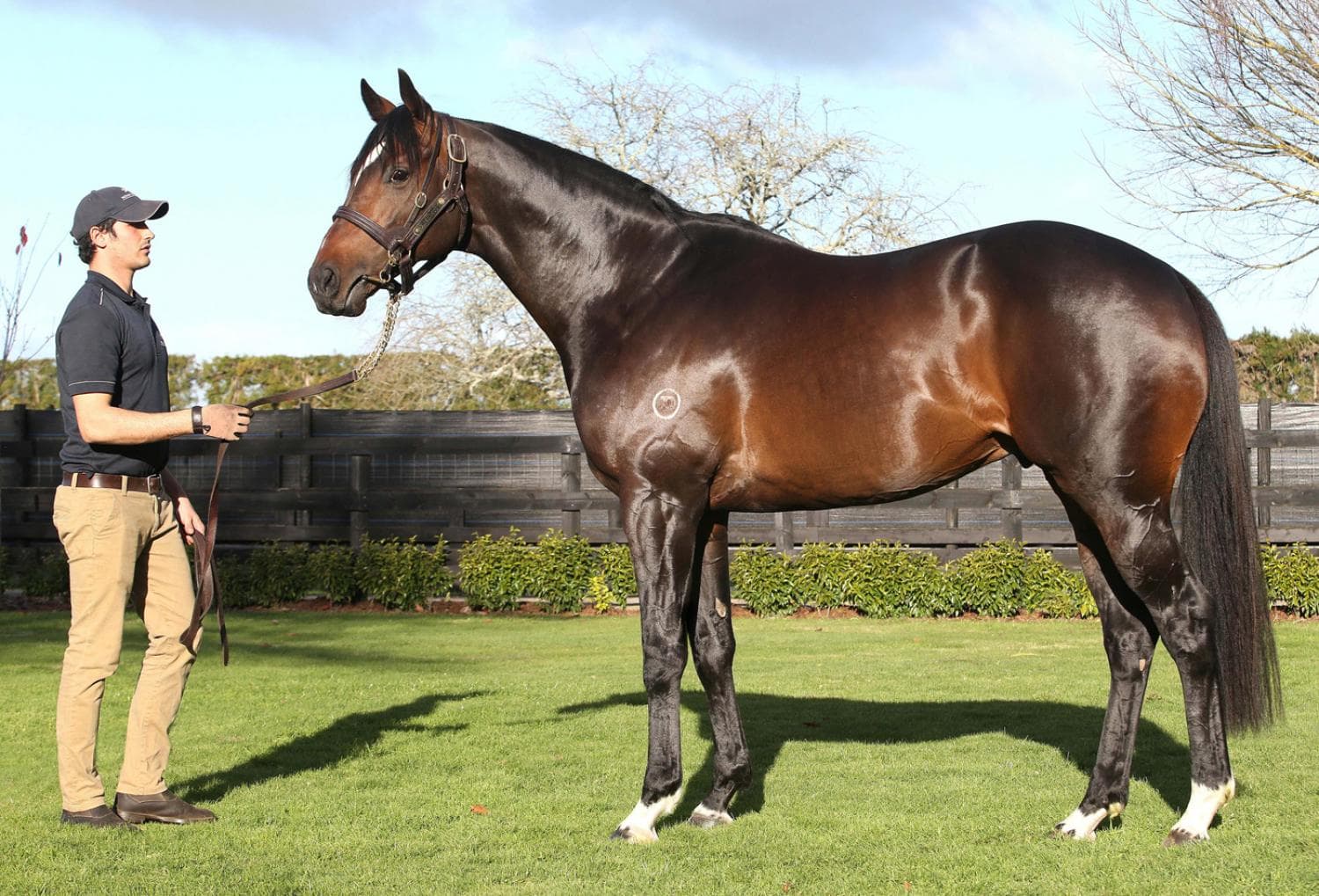 The Foxes joins Novara Park Stud at NZ$10,000 fee