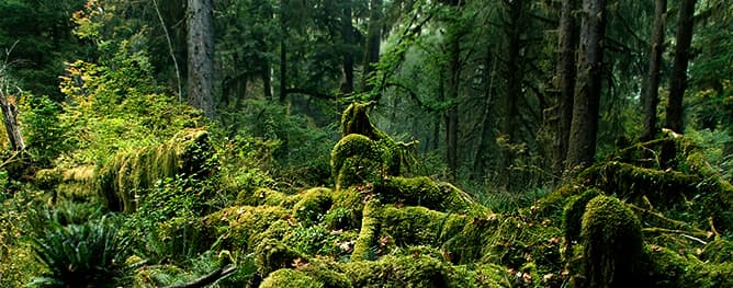 Inside Washington’s Hoh Rain Forest, a primeval temperate wilderness