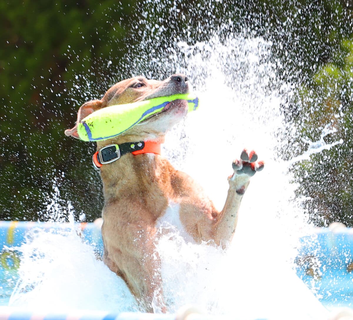 DogWalker Ranch event pairs dock diving, adoptions, and food drive
