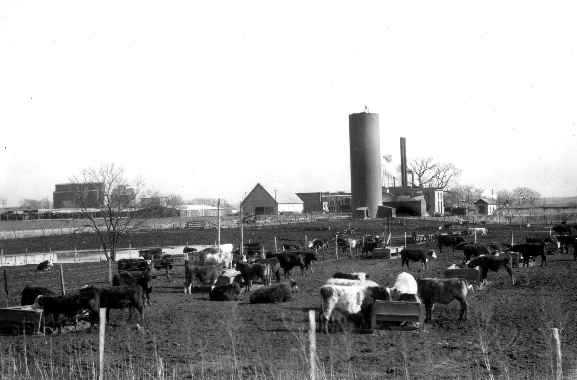 Hitch Ranch grew from Texas County open range into cattle empire