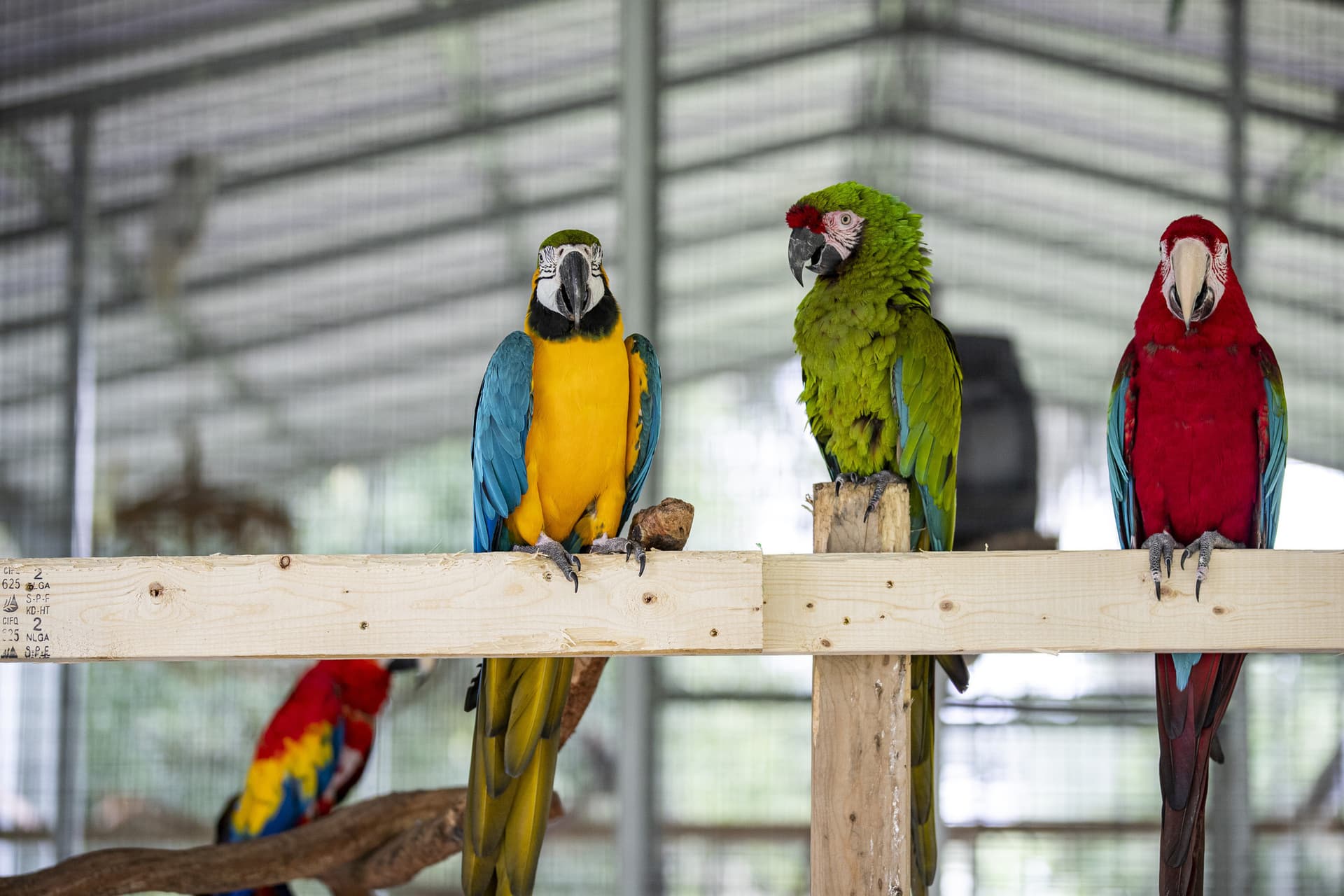 Patty’s Parrot Palace rescues 123 birds with lifelong care plans