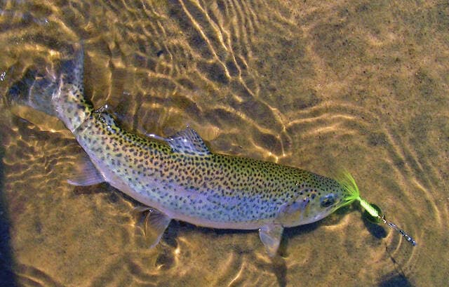 Adams Lake to Receive 600 Rainbow Trout from Kincaid Hatchery March 13