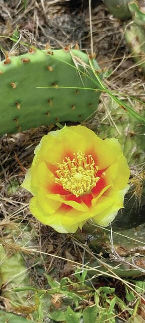 Adams County preserve shelters Ohio’s native prickly pear cactus