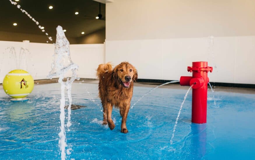 Louisville Pet Resort Opens Splash Park and Agility Zone for High-Energy Dogs
