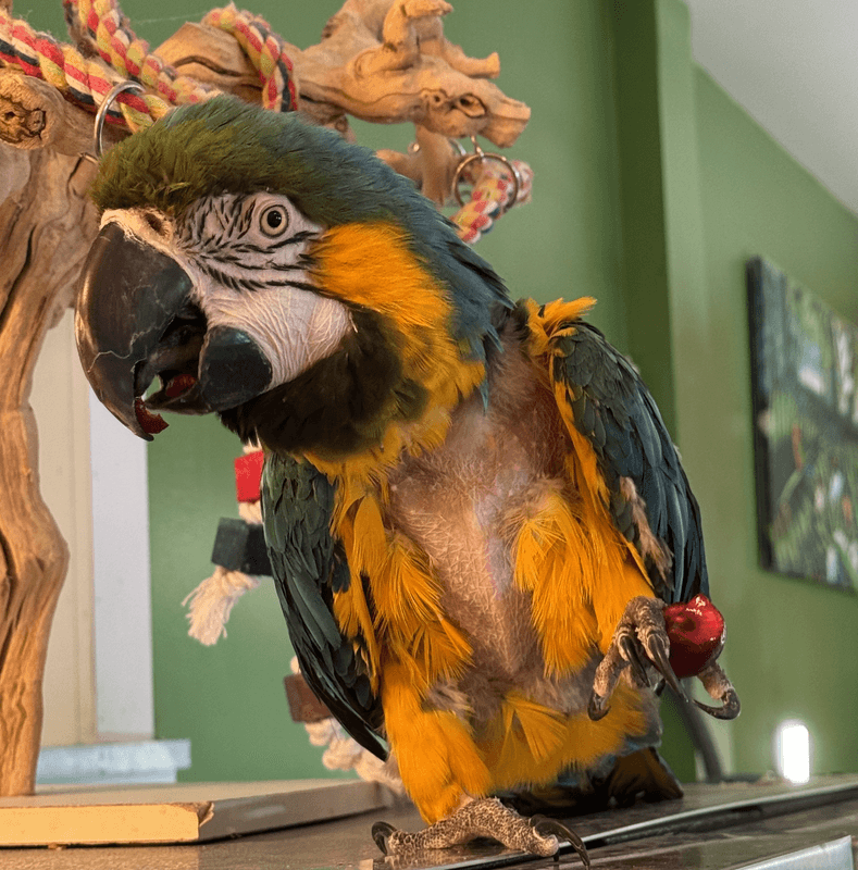 Phoenix Landing spotlights PsittaWel tool, new parrot welfare classes