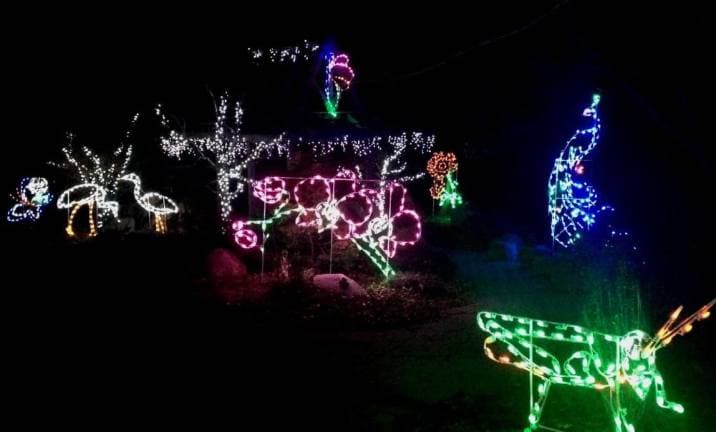 Holiday Lights in Bloom Returns to Orange County Arboretum This Season