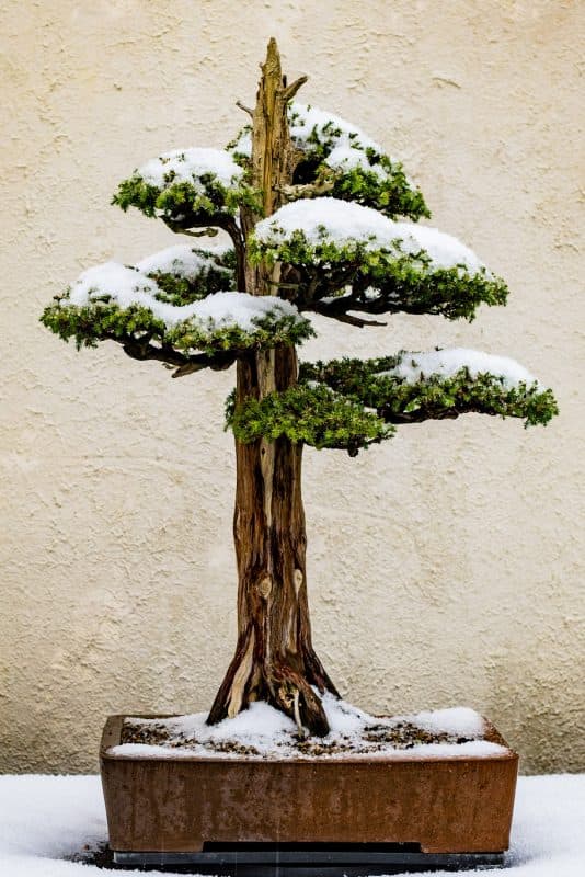Seasonal bonsai care: placement, watering, repotting, feeding basics