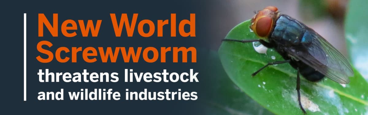 USDA investigates possible New World screwworm case in South Texas