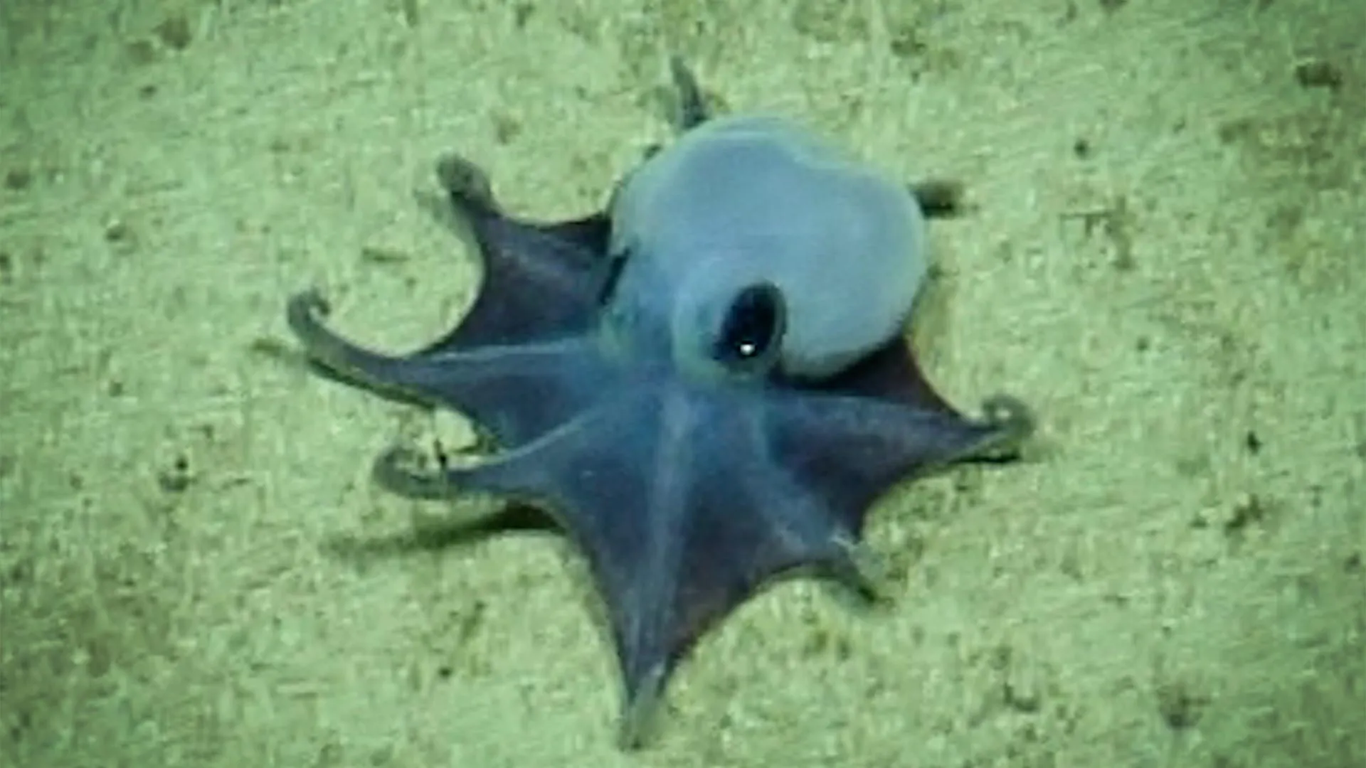 Scientists identify tiny blue octopus as new species near Galápagos