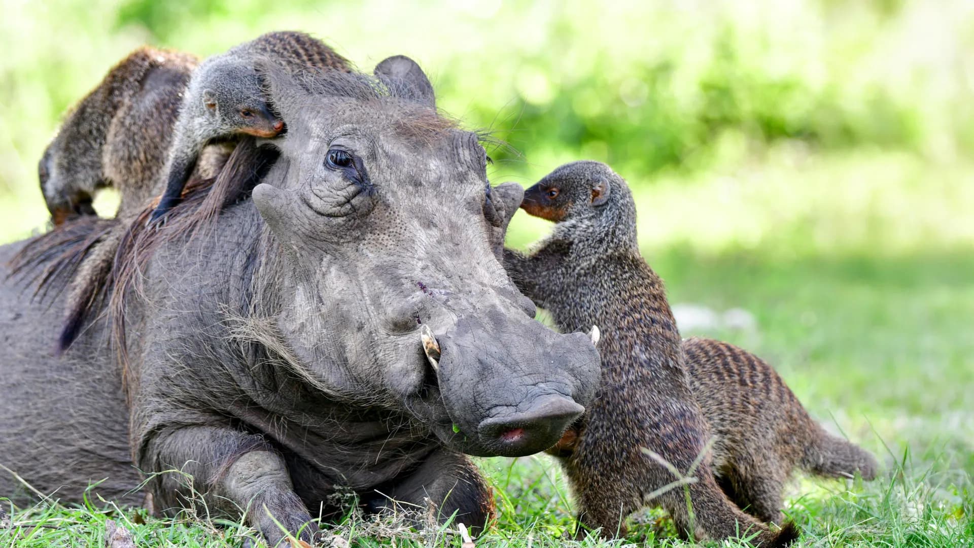 Study finds animals communicate across species to cooperate and warn others
