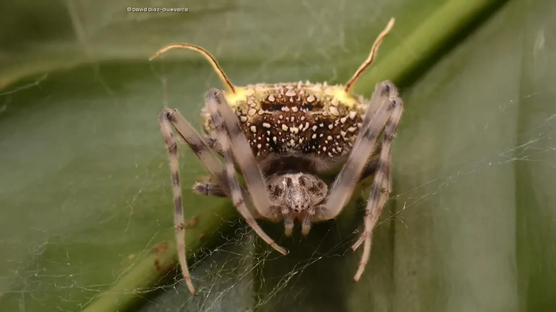 New Ecuador spider mimics parasitic fungus to evade predators