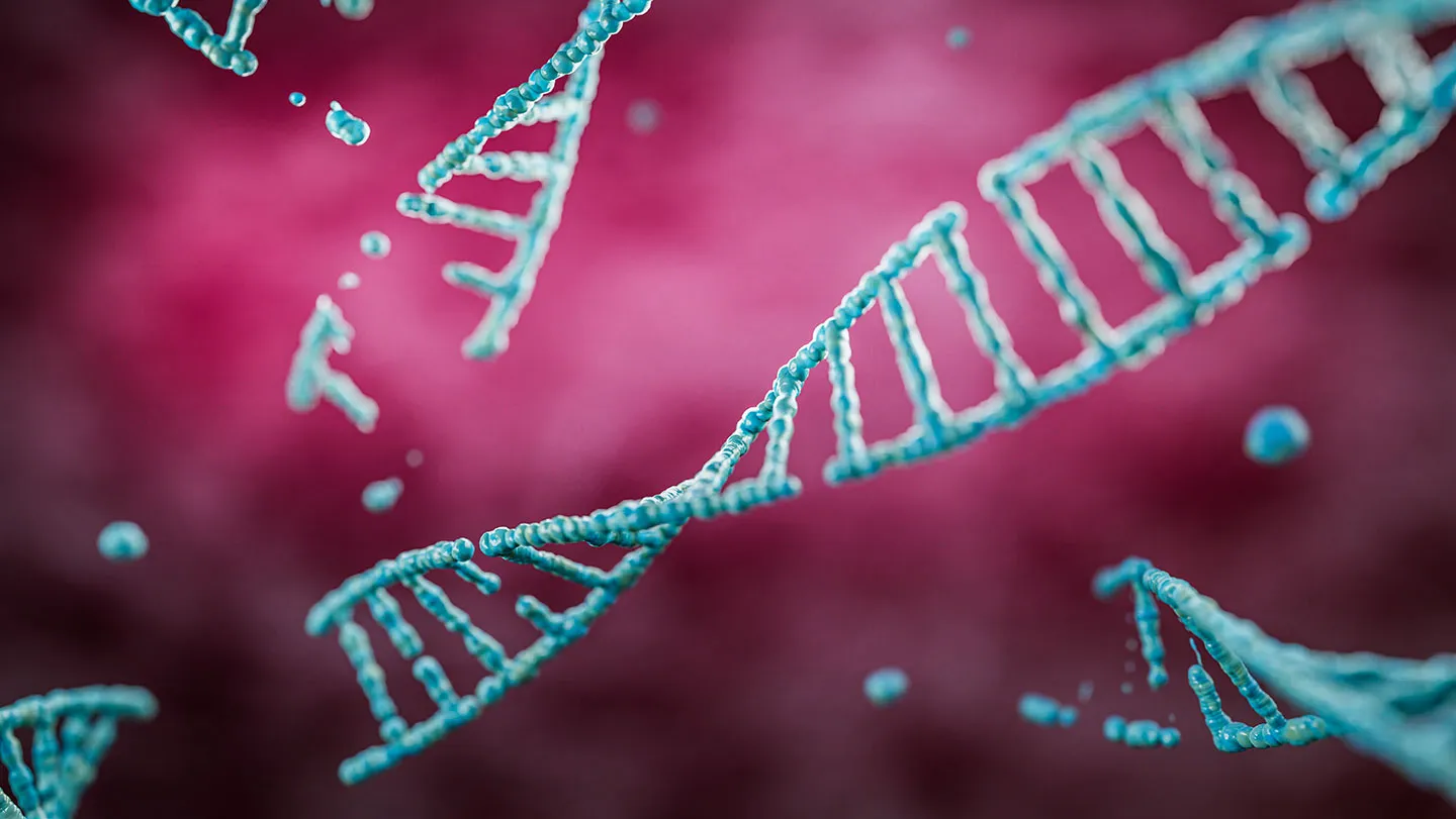 Developing mouse brains use controlled DNA breaks to guide neurons