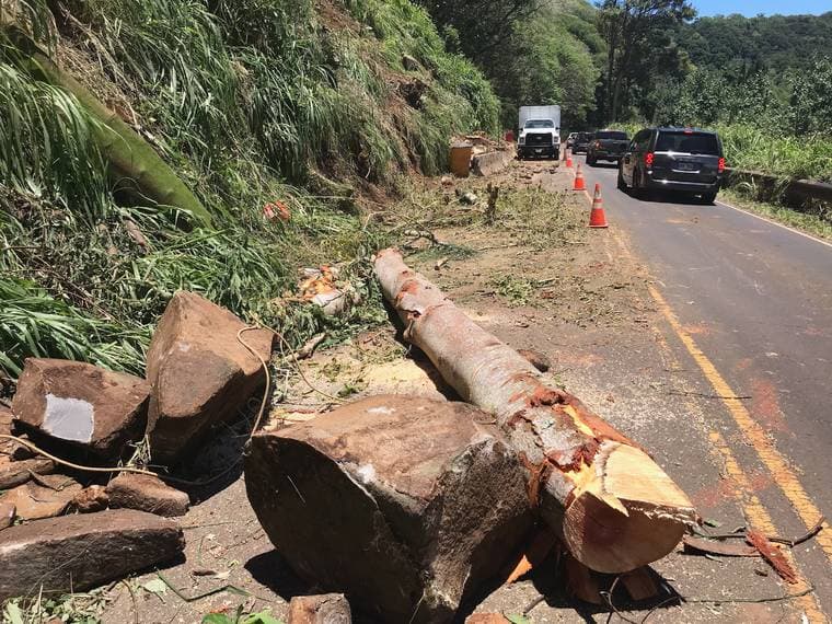 Fallen Tree Closes Kuhio Highway Lane Near Kalihiwai Bridge