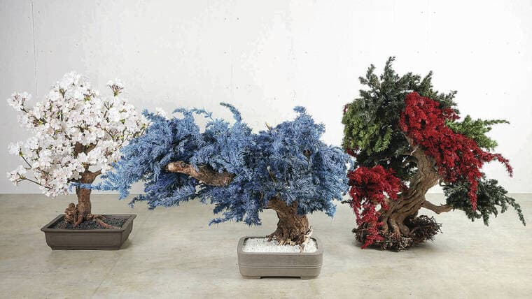 Japanese Artist Fujita Preserves Dead Bonsai as Dry Artworks