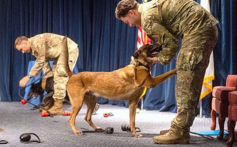 Yokota Air Base retires two military working dogs after 15 years