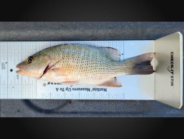 Monroe County Sheriff Cites Men for Undersized Snapper in Florida Keys