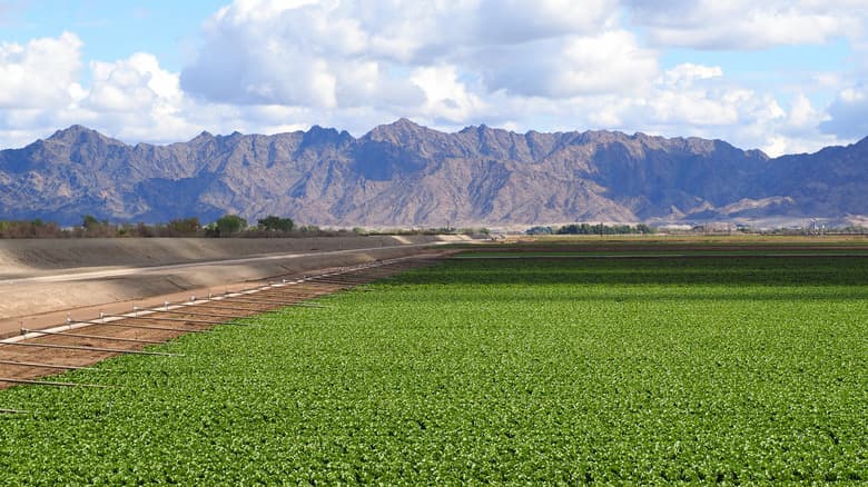 Farm Film Festival Spotlights Yuma Agriculture, Winter Produce Role