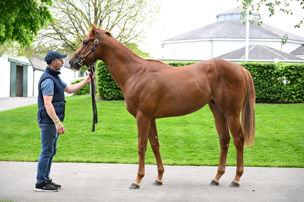 Tattersalls Ireland breeze-up sale sets records, lifts market spirits