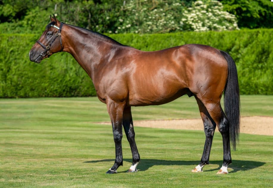 Frankel's Half-Brother Kikkuli Arrives at Paardeberg Stud to Stand