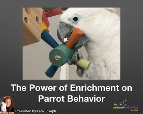 Parrot Enrichment Webinar Targets Behavior Problems, Stress, and Feather Plucking