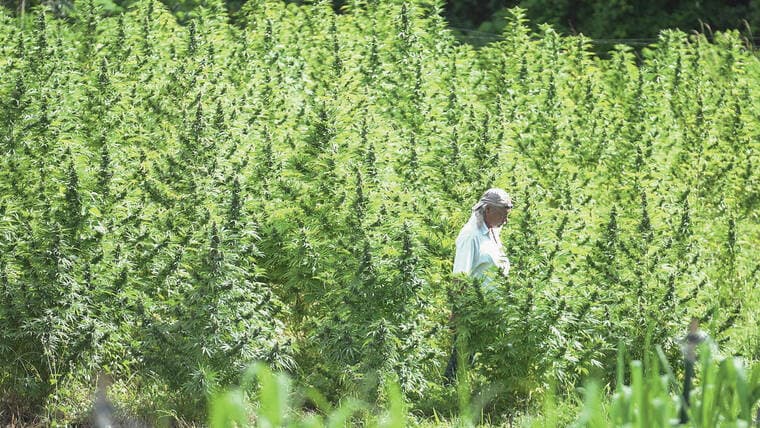 Hawaii hemp feed bill could open new market for Kauai growers
