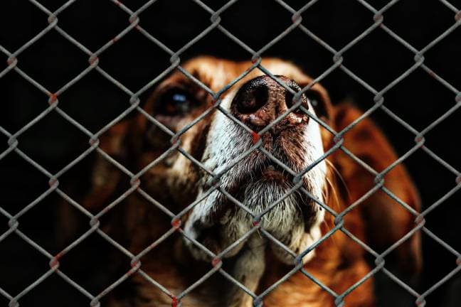 Woodbury, Monroe clash over animal control contract before June 30 deadline