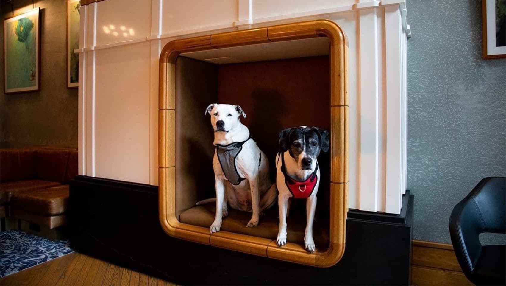 Kimpton leads hotel chains that truly welcome dogs of any size